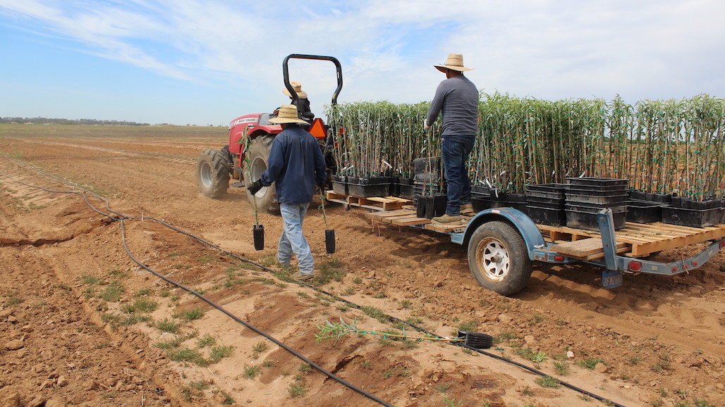 Be Careful with Almond Variety-Rootstock Selection