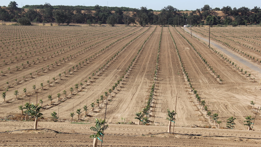 Introducing a Butte County UC Walnut Variety Trial