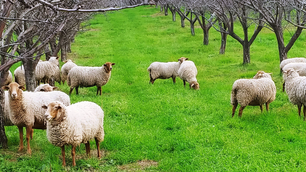 Organic Center Awarded Nearly $900,000 in Research Grants, Including Study of Orchard Grazing Benefits