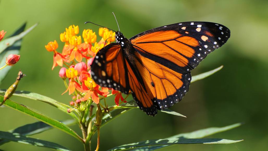 $4.1 Million in Grants to Conserve the Monarch Butterfly and Other Insect Pollinators