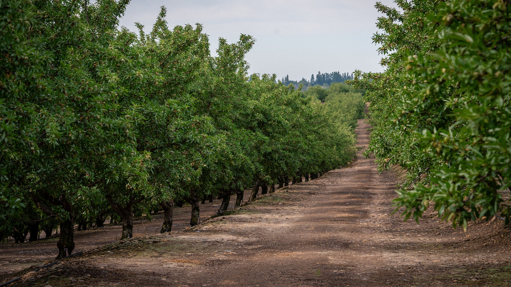 California Almond Acreage Drops Again in 2023