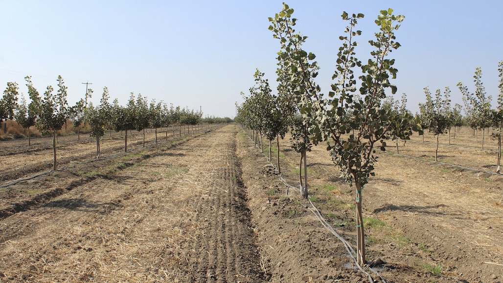 American Pistachio Growers Awarded $5 Million Healthy Soils Grant