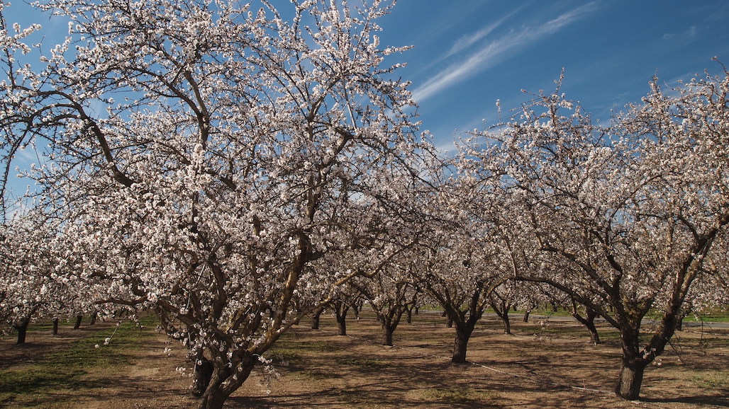 Almond Board of California Announces 2024 Elections
