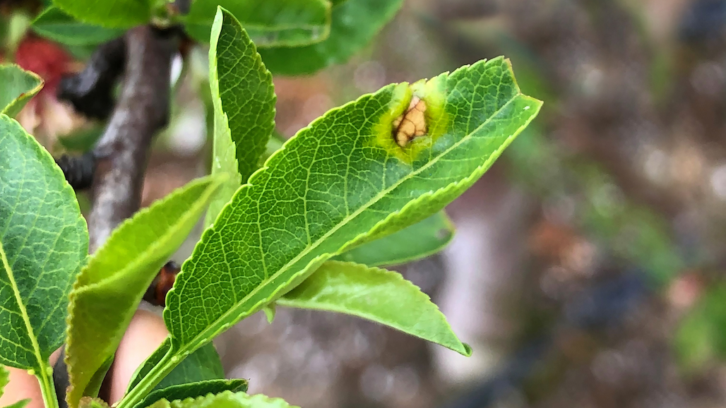 Preventing Bacterial Blast Damage in Almond This Year