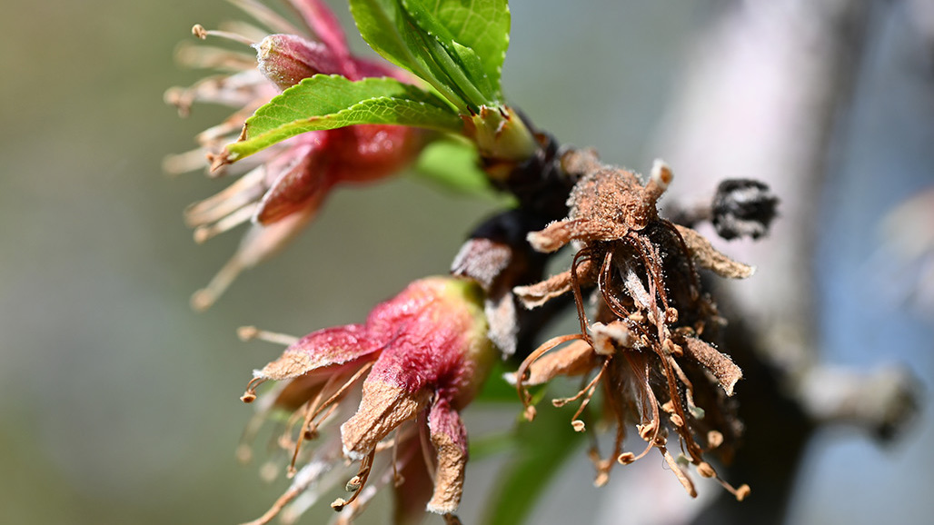 Defending Your Orchard From the Risk of Fungicide Resistance