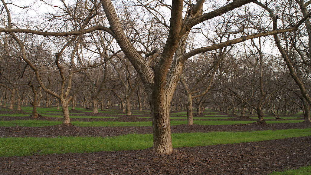 2023-2024 Winter Chill, Dormancy & Walnut Management Update