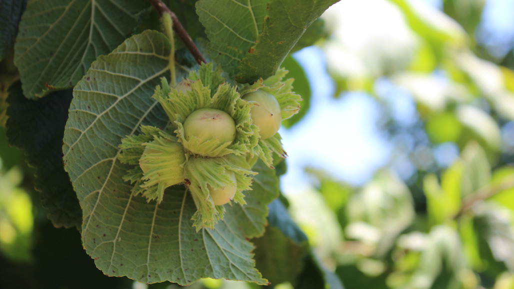 Attention Hazelnut Growers: USDA to Measure Financial Well-being of Northwest Farmers