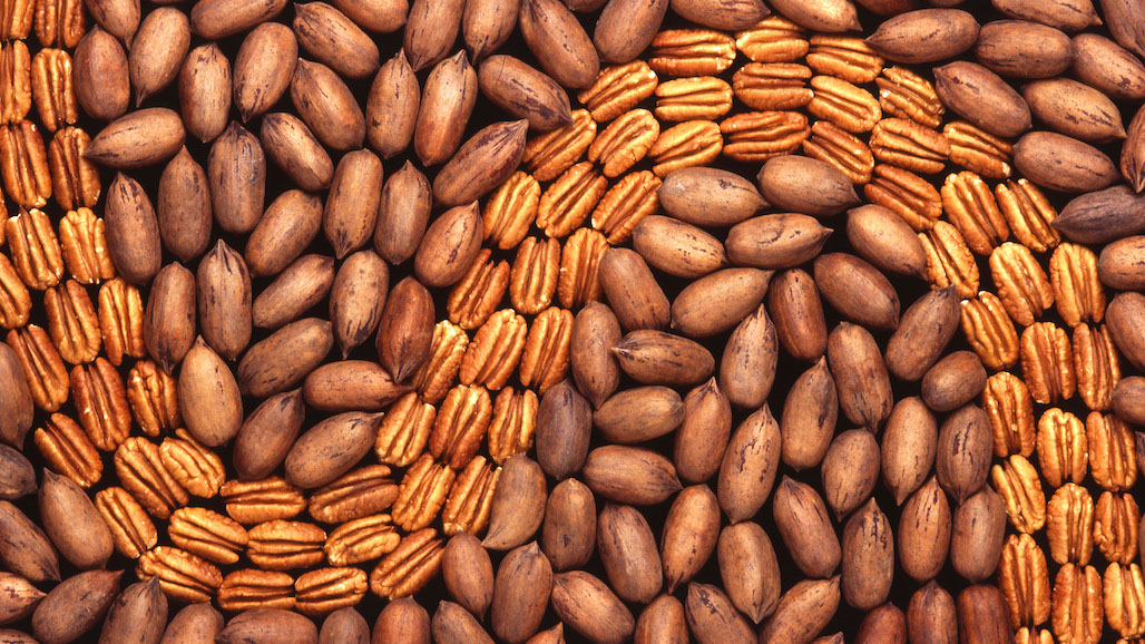 USDA Completes Laboratory Modernization to Advance Pecan Breeding and Research
