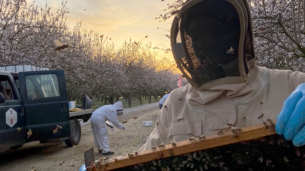 Honey Bees at Risk for Colony Collapse from Longer, Warmer Fall Seasons