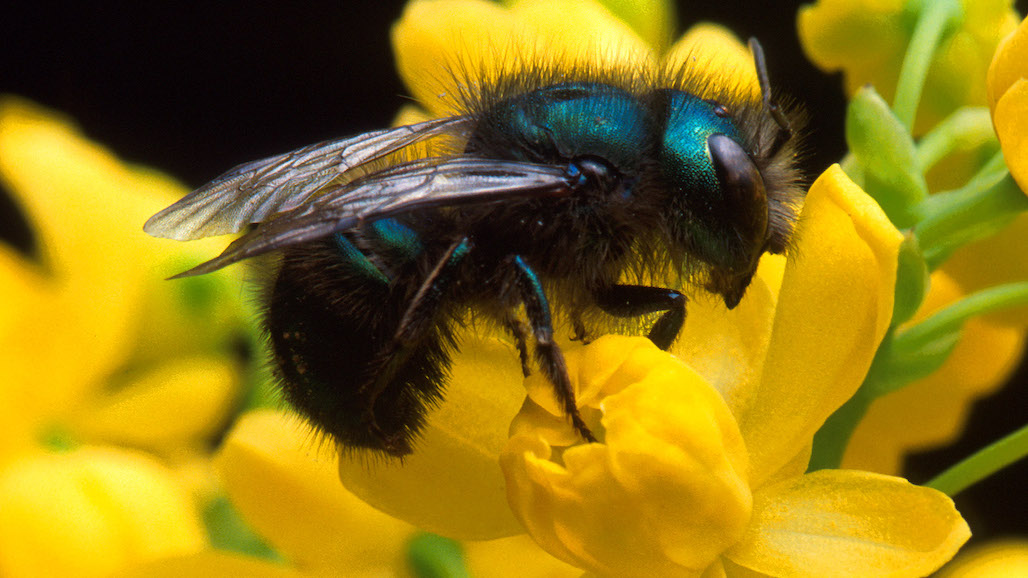 Buzzing Spring Pollinator Plays Significant Role in Almond Industry