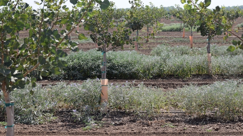 Silverleaf Nightshade in Young Pistachio Orchards