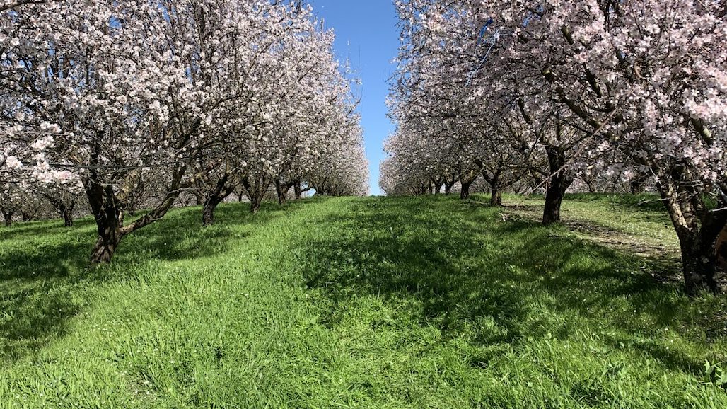 New Report on Intersection of SGMA and Cover Crop Water Use in California’s Central Valley
