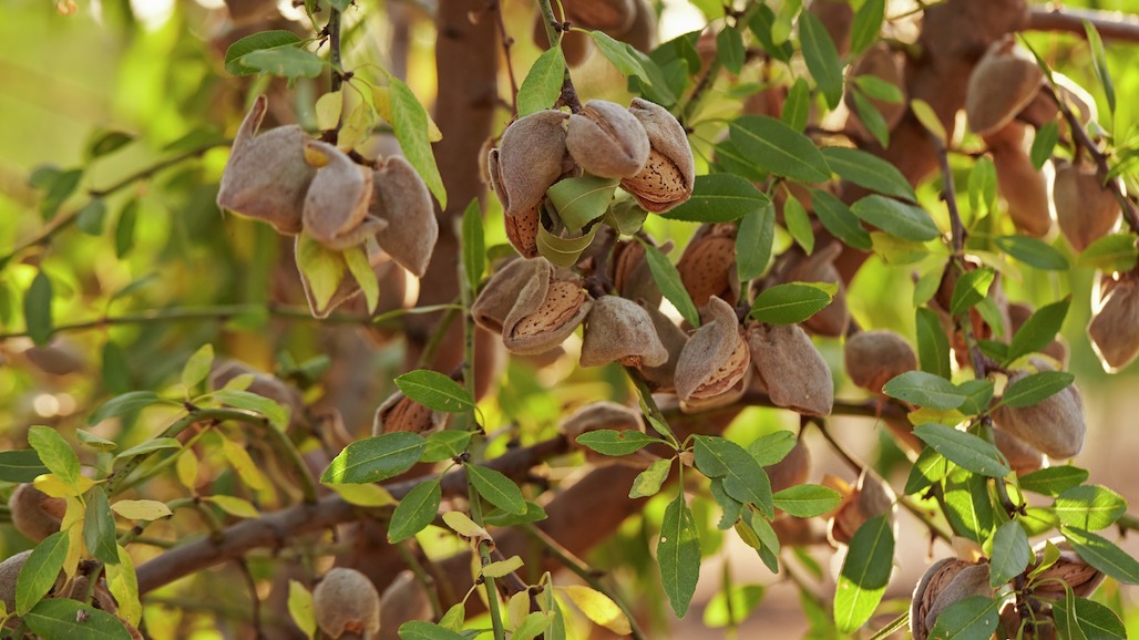 Initial Almond Crop Forecast Up 21 Percent from Last Year