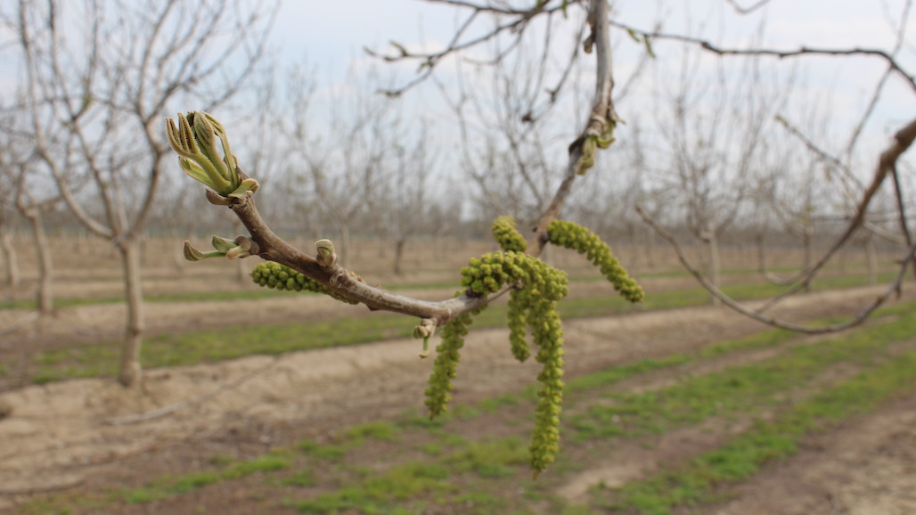 Bud Break and Bloom of Walnut and Pecan: Similar Crops with Differing Habits