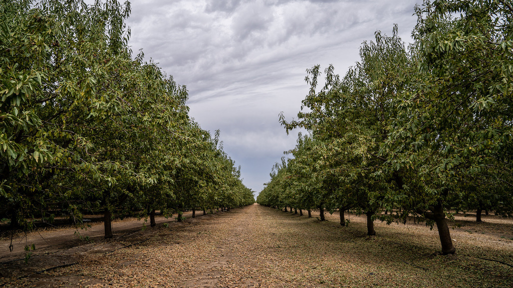Almond Board of California 2024 Elections Underway