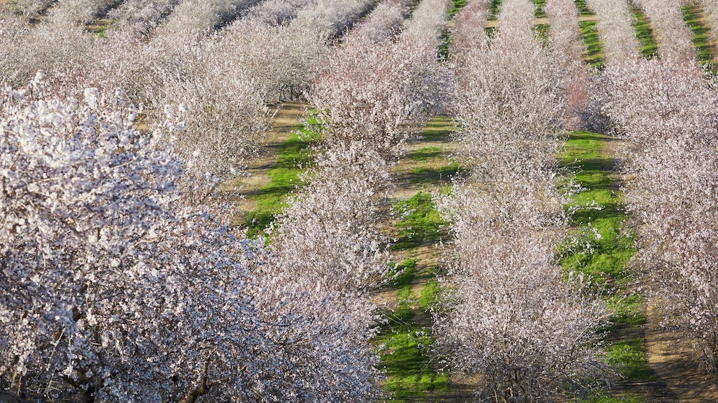California Bearing Almond Acreage Drops for the First Time in Decades