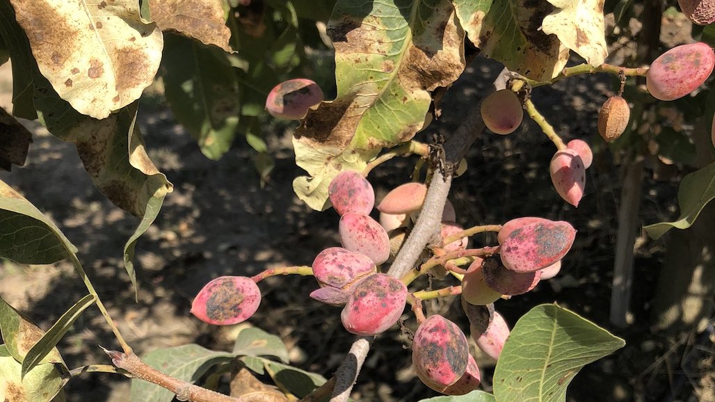 Alternaria Management in Pistachio (As Summarized in Pacific Nut Producer Magazine June Orchard Tasks)