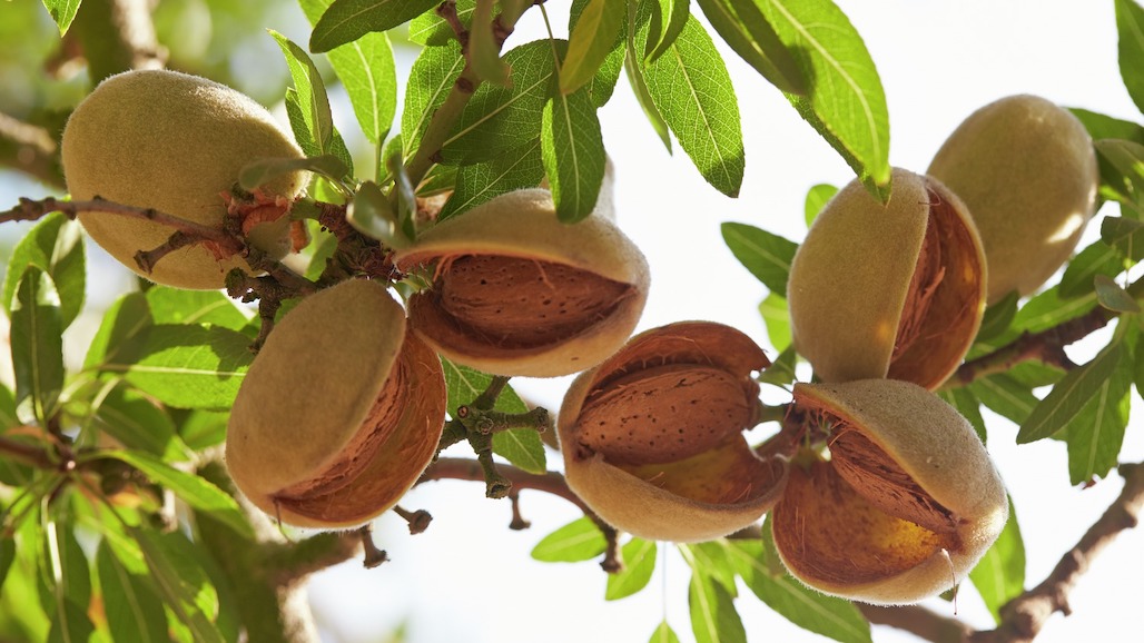 Almond Board of California 2024 Election Results