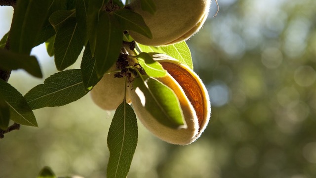 Almond Harvest 2024 Predicted at 2.8 Billion Pounds, Carryout Expected to Drop Significantly