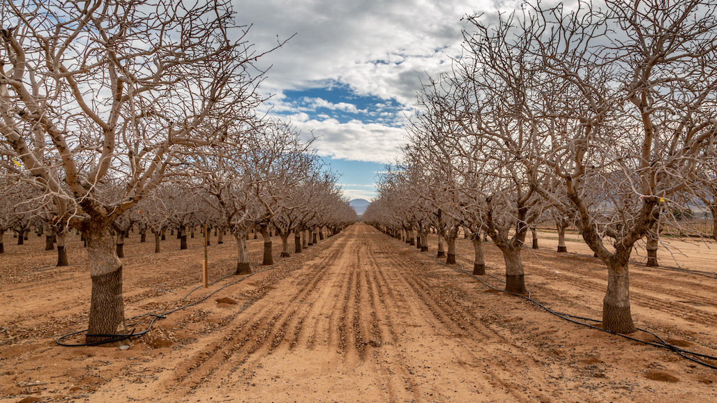 Carbohydrates, Dormancy, and Yield in Pistachios