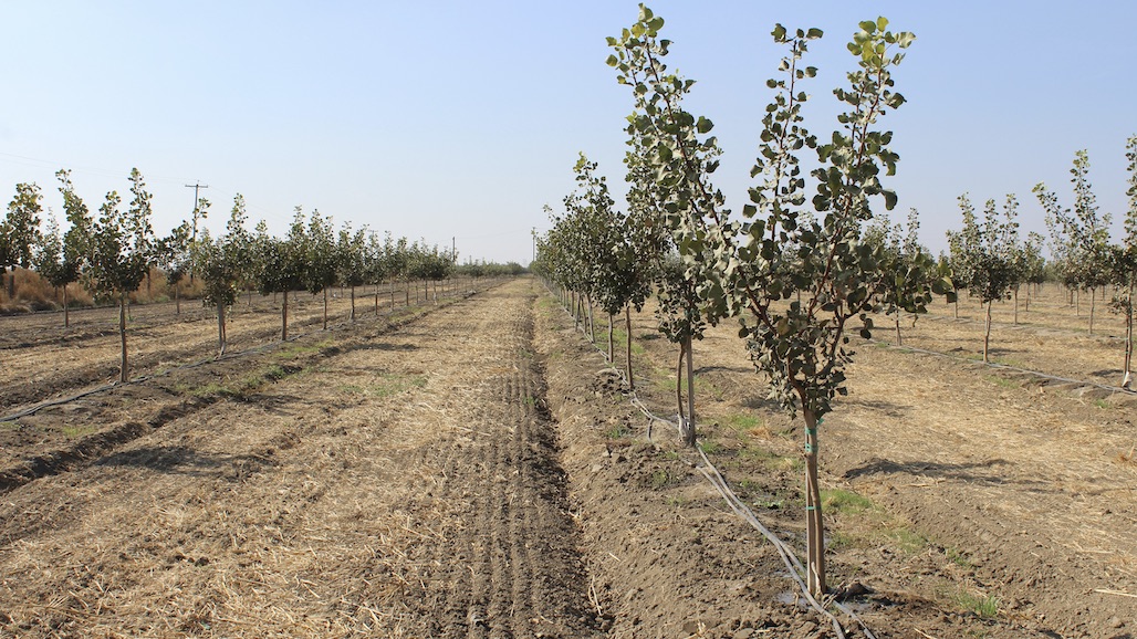 General Irrigation Tips for Young Pistachios