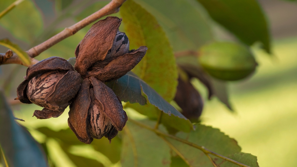 Pecan Industry Votes to Continue Research and Promotion Program