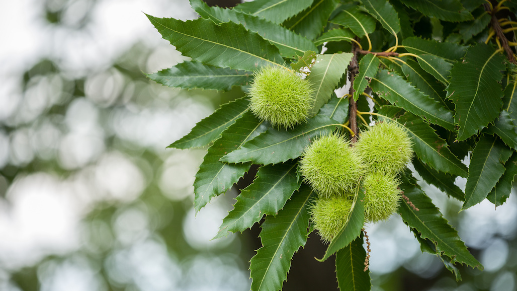 The Next Nut? Chestnuts Poised for Rapid Expansion