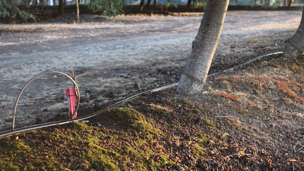 Consider “Spoon-Feeding” Almond Trees