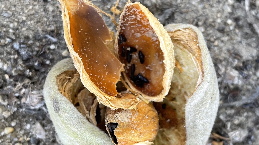 Visual ID Guide to Help Manage New Almond Pest