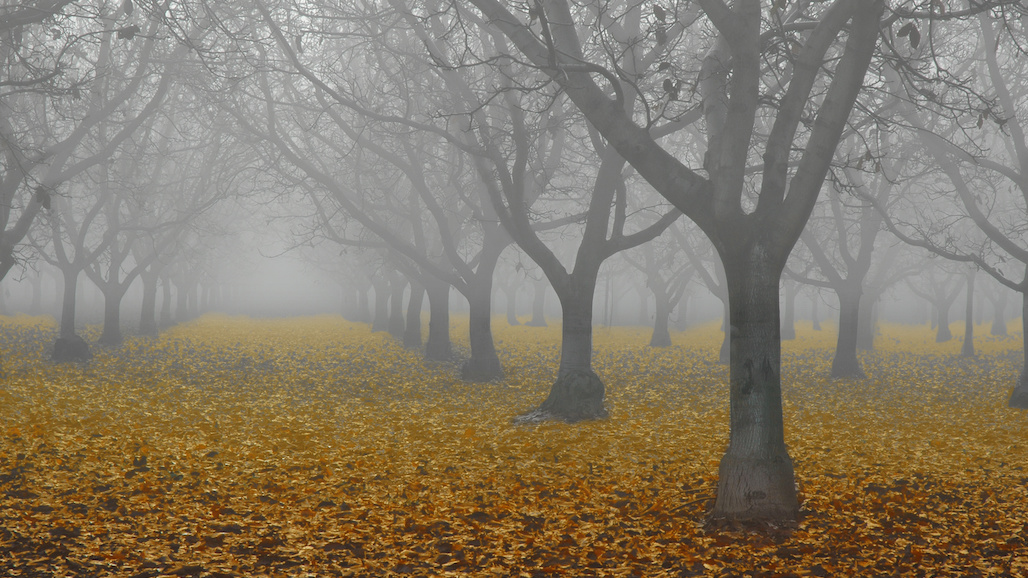 Prepare to Prevent an Autumn Freeze from Damaging Walnut Trees