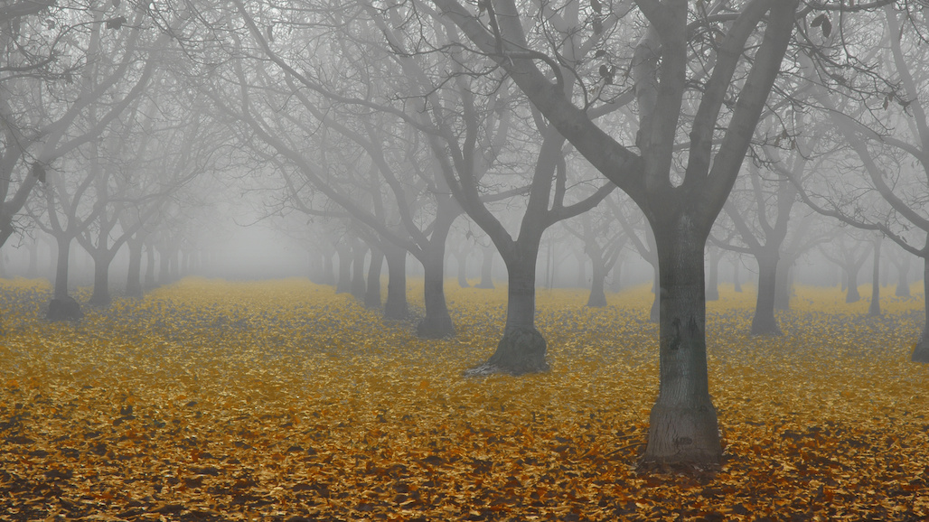 War in Ukraine Leads to Lackluster Investment in Future of Walnut Industry