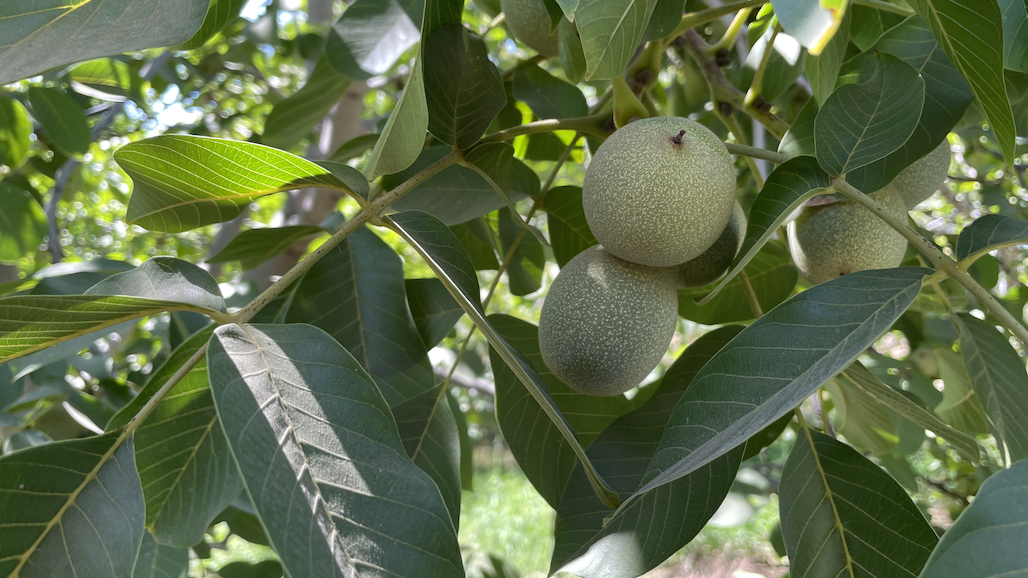 2024 California Walnut Crop Forecast Down Significantly