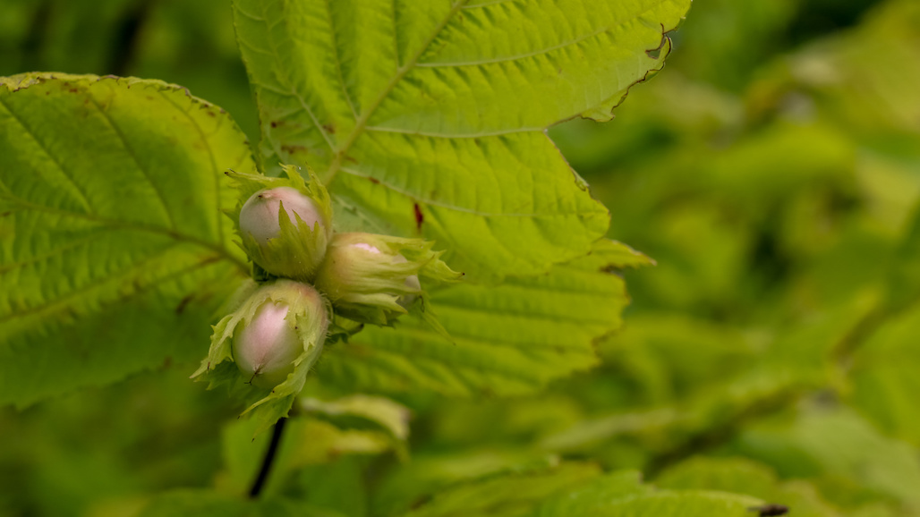 Survey Projects Another Record Crop for U.S. Hazelnuts