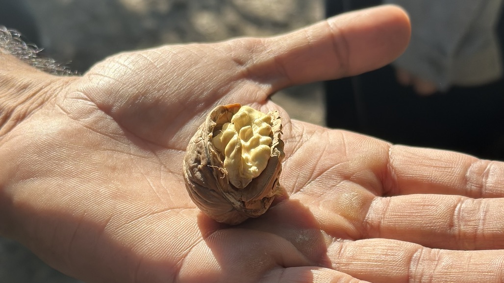 California Walnut Crop Mid-Harvest Update