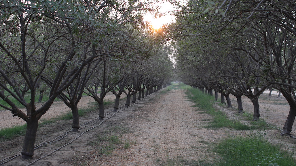 Smoke from Megafires Reduces Nut Crop Yields