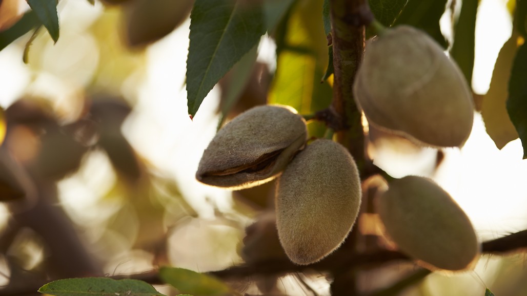 California Almond Acreage Drops Again in 2024