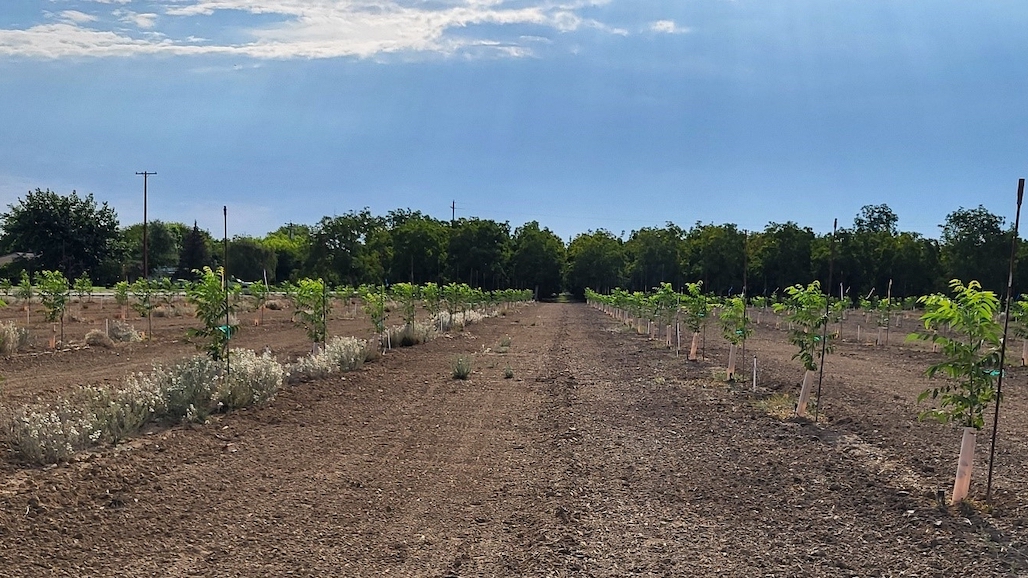 Can Whole Orchard Recycling Suppress Weed Establishment in New Orchards?