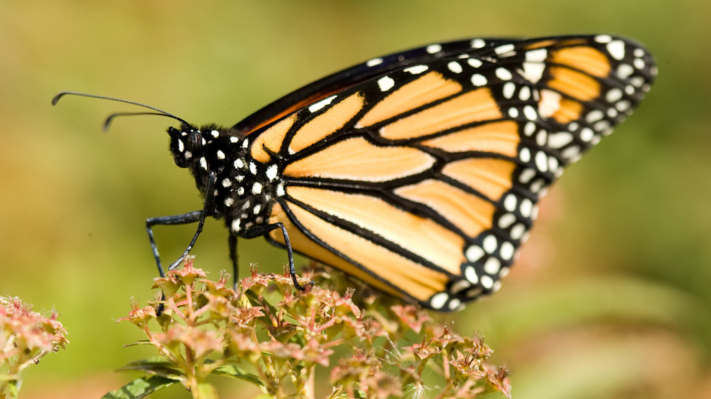 Almond Alliance Responds to Proposed Endangered Species Protection for Monarch Butterfly