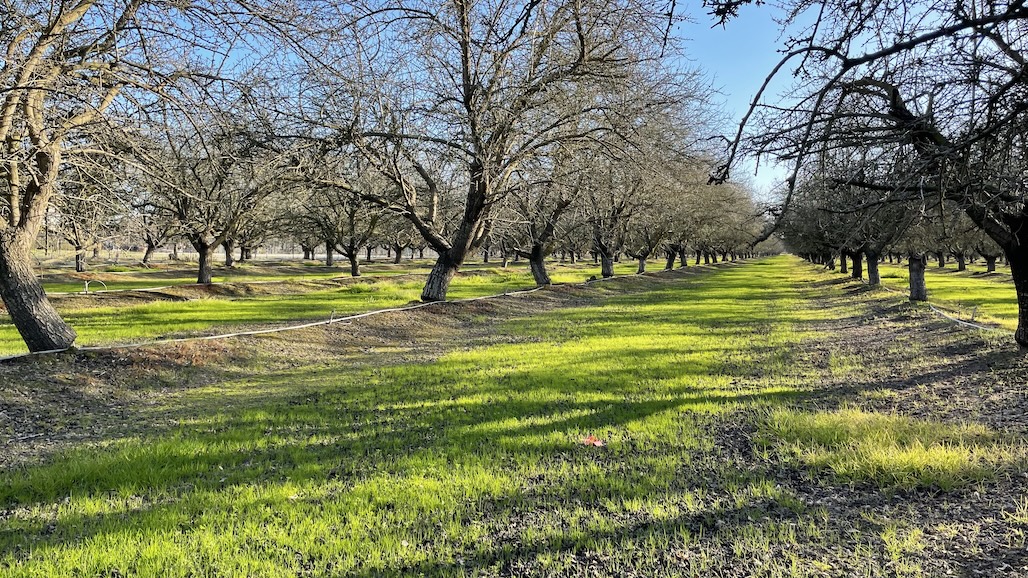 Almond Board of California Calls for 2025 Board of Directors Candidates