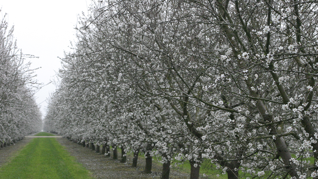 Almond Orchards Prevail in Battle with Phytophthora