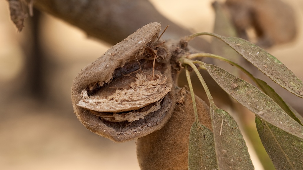 Monitoring Spider Mites in Almond Orchards