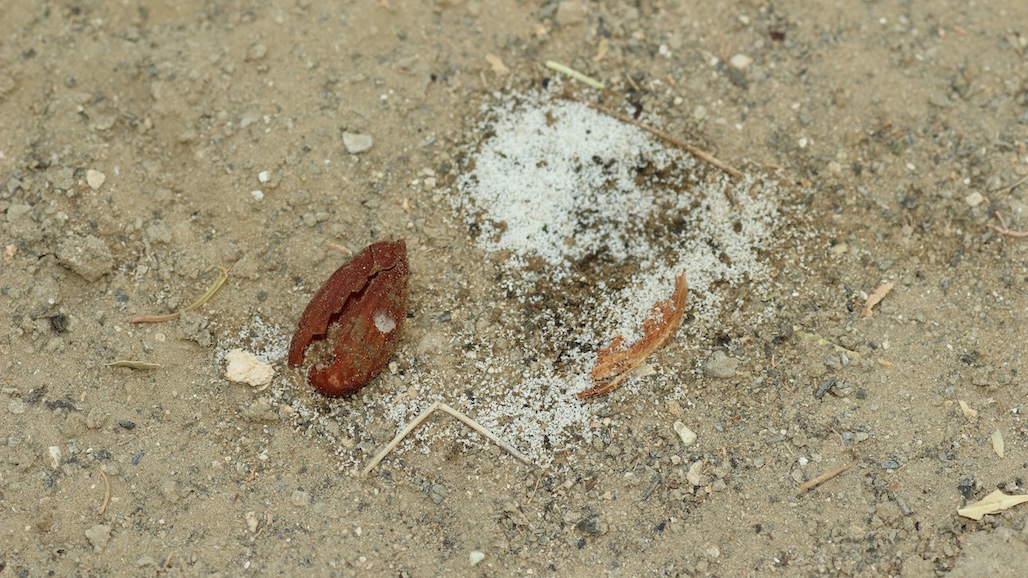 Got Carpophilus Beetle? Make it Official with Ag Commissioner