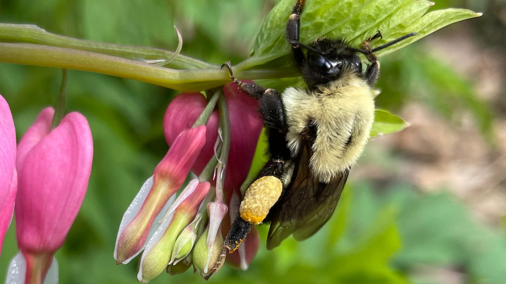 Genetic ‘Signatures’ Provide Insight Into What Stresses Wild Bees