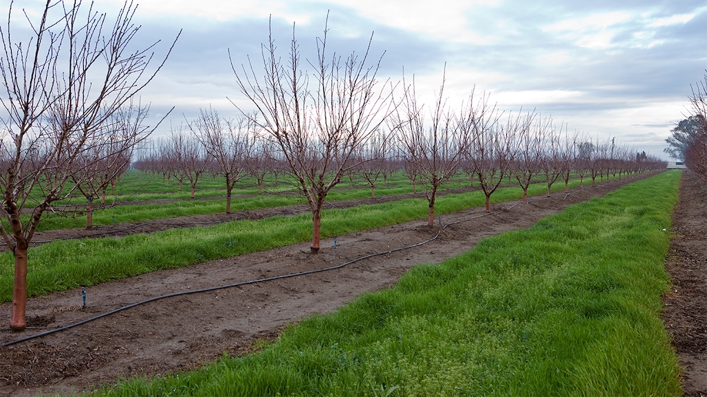 Seeds for Bees Program Helps Growers Unlock the Benefits of Cover Crops
