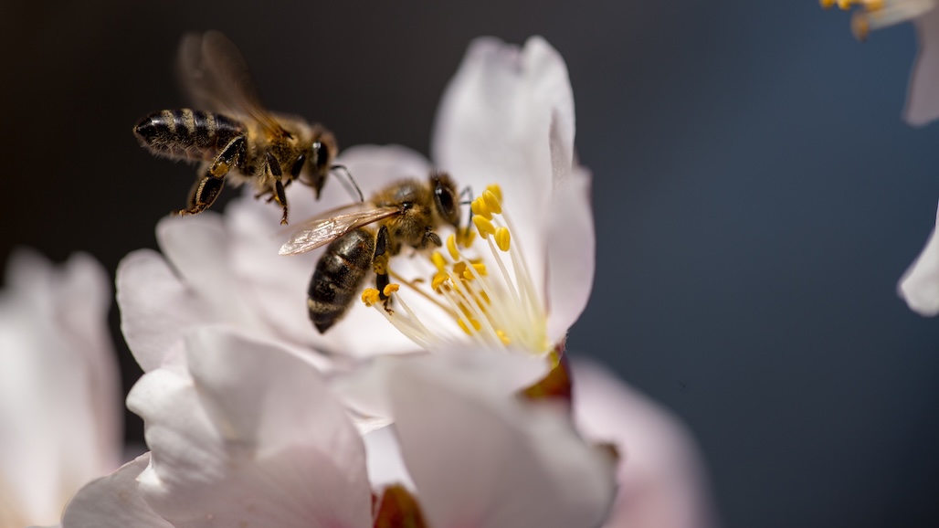 Beehive Sensors Offer Hope in Saving Honeybee Colonies