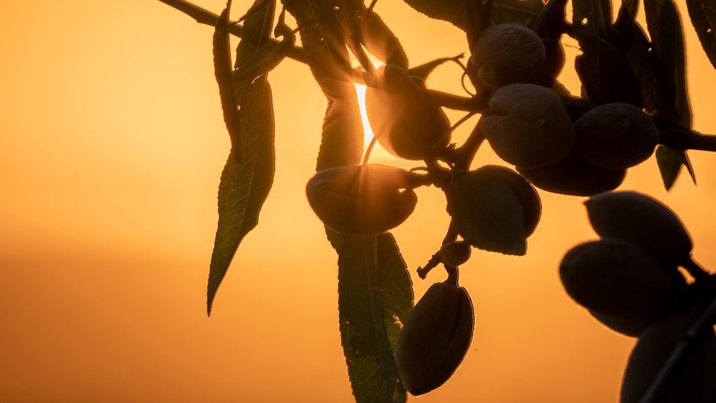 Overwhelming Grower Support to Continue Almond Board of California