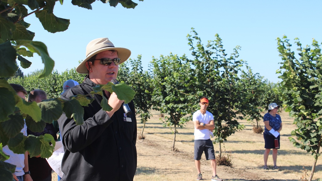 Oregon’s Hazelnut Success Rooted in OSU Research, Extension