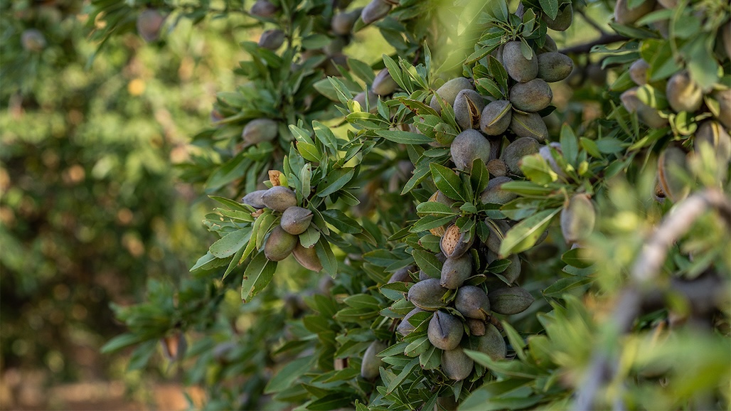 USDA Forecasts Slightly Larger Almond Crop