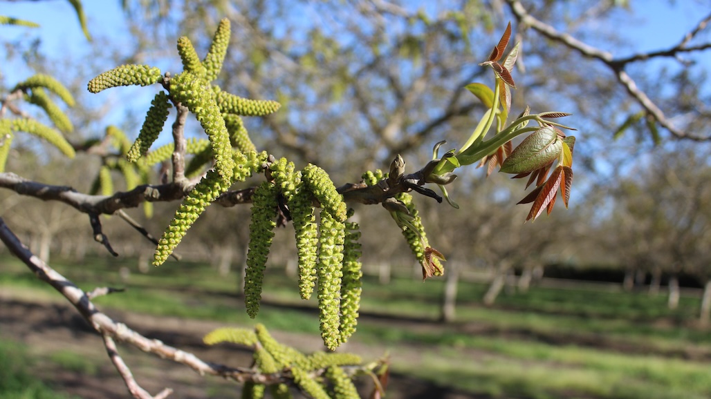 Strong California Walnut Crop Anticipated Following Ideal Spring Conditions
