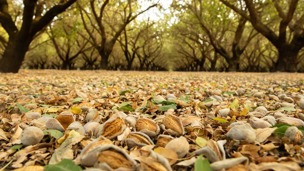 Almond Board Announces 2025 Election Results